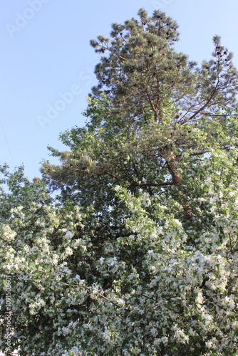 pine and apple blossom