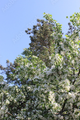 apple tree in bloom