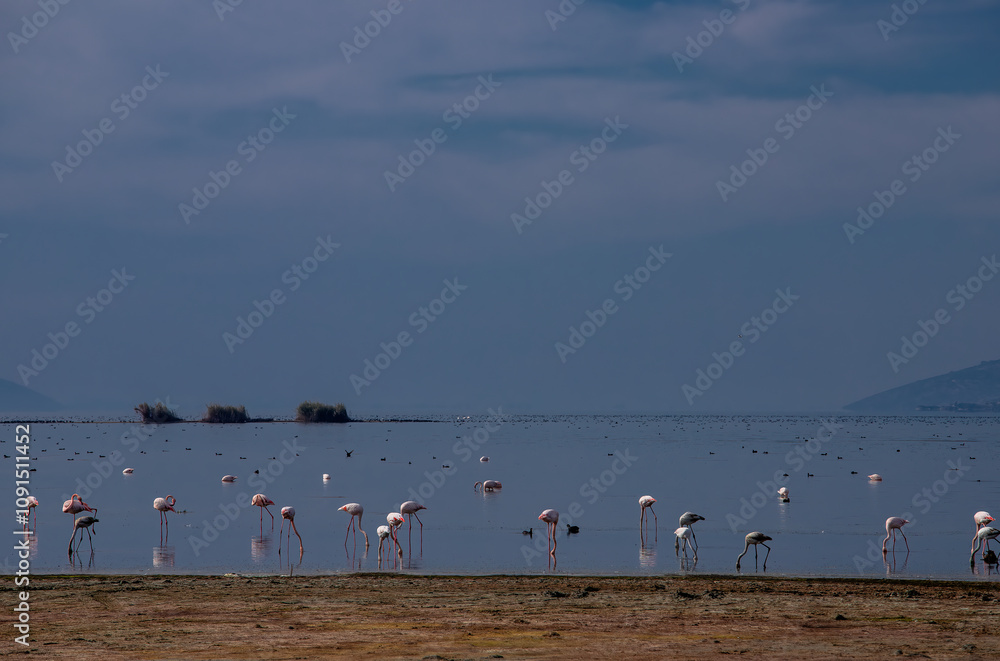 Lake Bafa, Kapıkırı Island - Kapıkırı Village and Island - Flamingo birds in the Ancient City of Herakleia - Türkiye