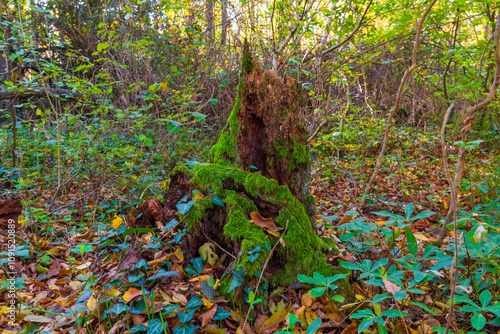 An old stump covered with green moss