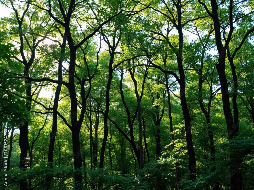 Fototapeta premium Lush green forest background with tall trees, dense foliage, and sunlight filtering through the canopy, peaceful, greenery