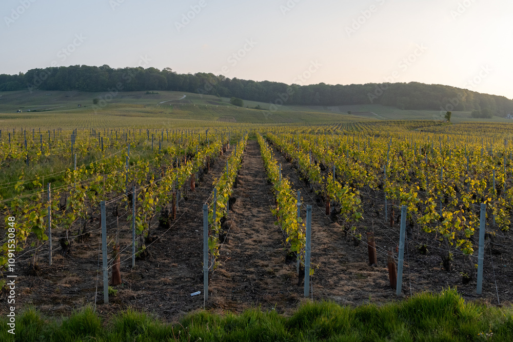 Fototapeta premium Landscape with green grand cru vineyards near Avize, region Champagne, France. Cultivation of white chardonnay wine grape on chalky soils of Cote des Blancs.