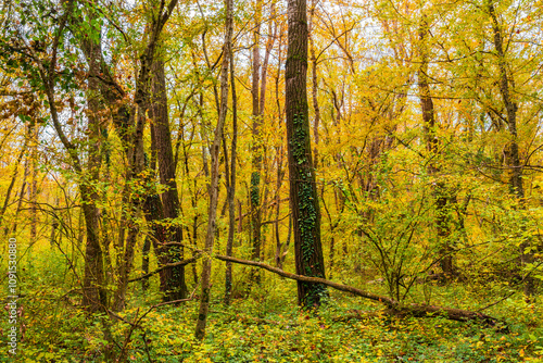 Trees in the autumn yellow forest