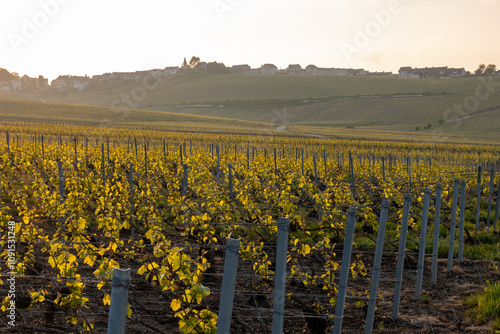 Landscape with green grand cru vineyards near Avize, region Champagne, France. Cultivation of white chardonnay wine grape on chalky soils of Cote des Blancs. photo