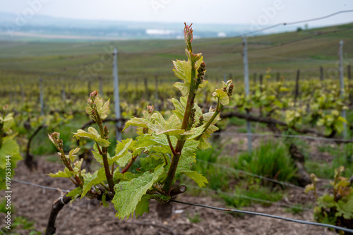 Close up on grand cru Champagne vineyards near Moulin de Verzenay, rows of pinot noir grape plants in Montagne de Reims near Verzy and Verzenay, Champagne, France photo