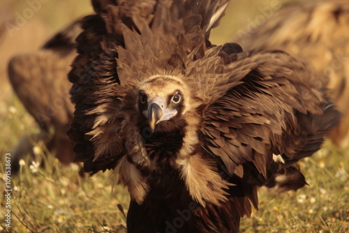 Tableau sur toile vulture colony in the monfrague park