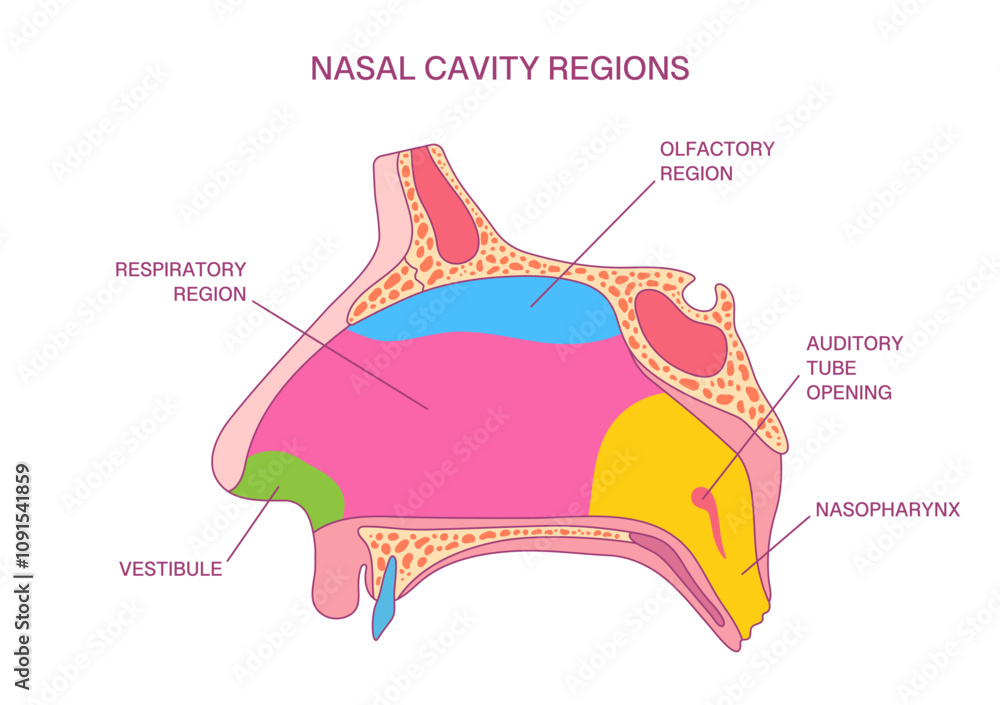 Obraz premium Labeled Nasal Cavity Regions Diagram. Vector Illustration of Olfactory, Respiratory, Nasopharynx, and Vestibule Anatomy for Medical and Educational Applications