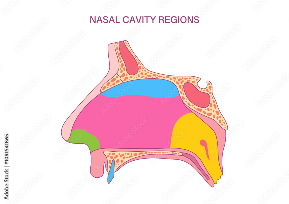 Obraz premium Nasal Cavity Regions Diagram. Detailed Anatomy Illustration for Medical and Educational Purposes