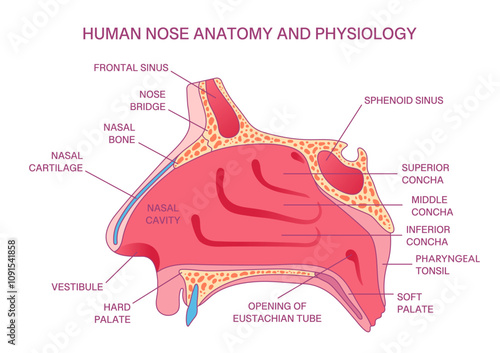 Labeled Human Nose Anatomy Diagram, Frontal Sinus, Nasal Cavity, Concha, and Palate Structure for Medical and Educational Purposes
