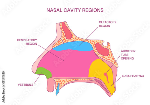 Labeled Nasal Cavity Regions Diagram.  Vector Illustration of Olfactory, Respiratory, Nasopharynx, and Vestibule Anatomy for Medical and Educational Applications