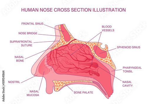 Labeled Human Nose Cross Section Diagram, Nasal Cavity, Blood Vessels, Sinuses, and Bone Structure for Medical Education
