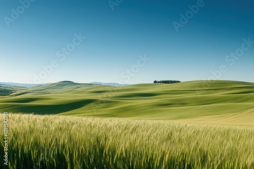 Rolling Green Hills Under a Blue Sky photo