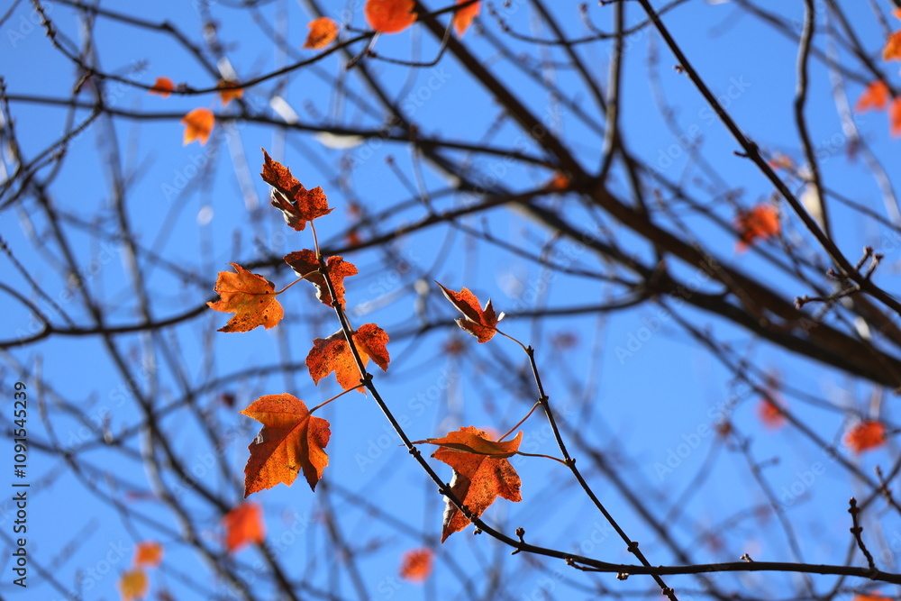 A photograph of colorful fall leaves on a clear blue day in November. A photograph of colorful fall leaves on a clear blue day in November.