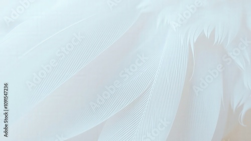 Elegant White Feather Background for Wedding Invitations, Greeting Cards, and Digital Art Designs photo