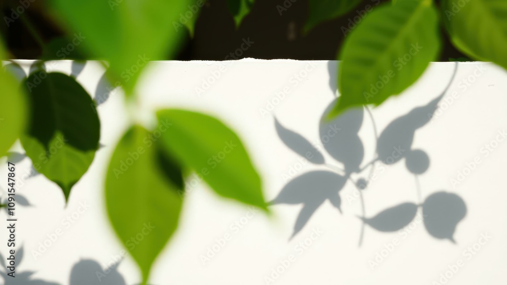 Obraz premium Vibrant Green Leaves Shadow Play on White Wall, Perfect for Home Decor or Wallpaper