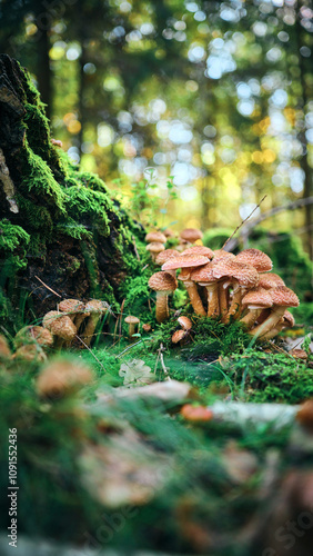 Mushrooms in the forest