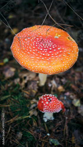 Mushrooms in the forest