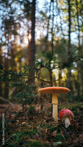 Mushrooms in the forest