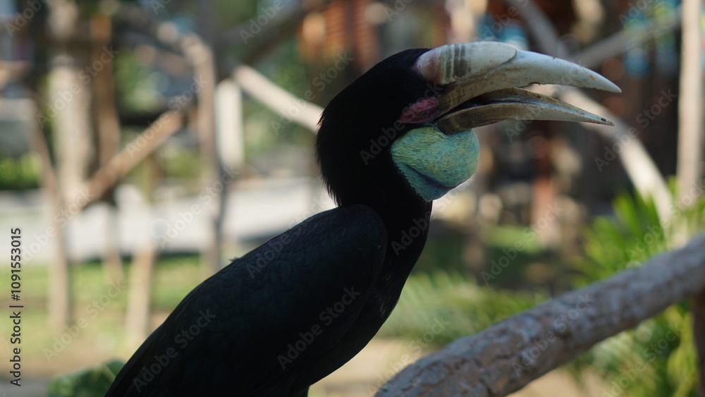 Obraz premium Coral Hornbill, or bird Rhyticeros undulatus at Gembirolaka Safari Park, Yogyakarta