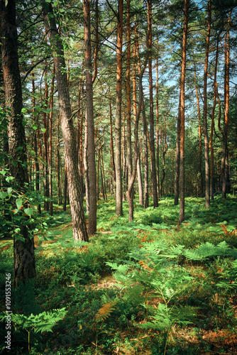 View of the forest