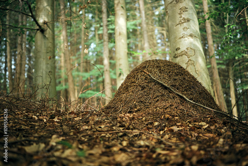Large forest anthill