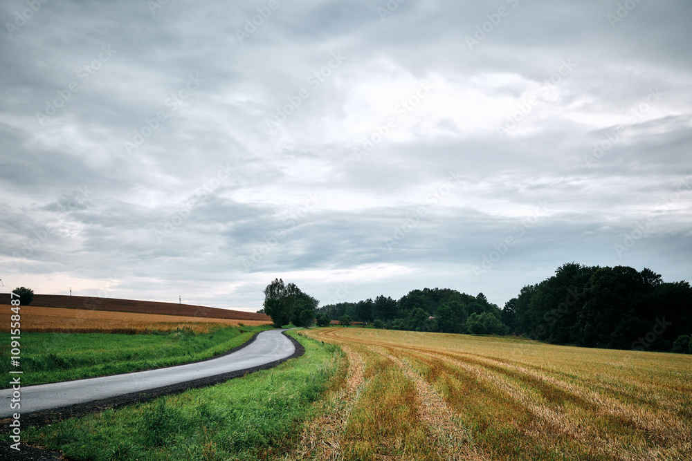 Fototapeta premium the path between the fields