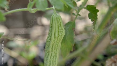 ripe bitter melon in greenhouse.Close up of bitter melon.Bitter melon vegetables in the garden