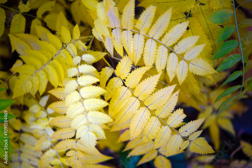 Yellow leaves of mountain ash in autumn. Large leaves of the tree in autumn. Sorbaria sorbifolia photo