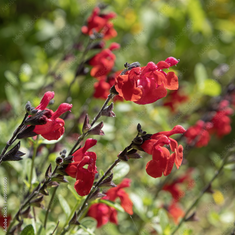 Obraz premium Sauge arbustive rouge 