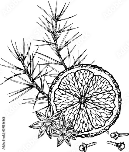 Detailed hand drawn vector illustration of a festive composition featuring a dried orange slice, pine branch, star anise, and cloves. Perfect for Christmas designs, packaging, and decorations.