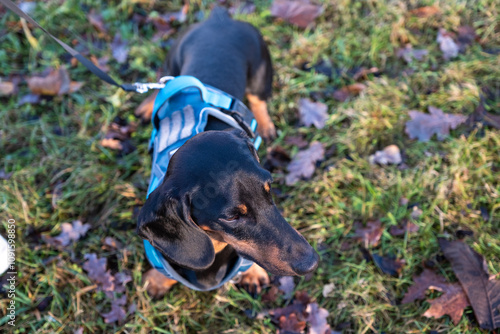 A purebred dog, a dachshund, on a walk. photo