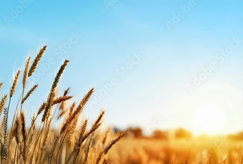 Field with wheat, rye. Ears of corn moving in the wind. Video background with copy space. Rural landscape. Farm product. Spring barley, beer production photo