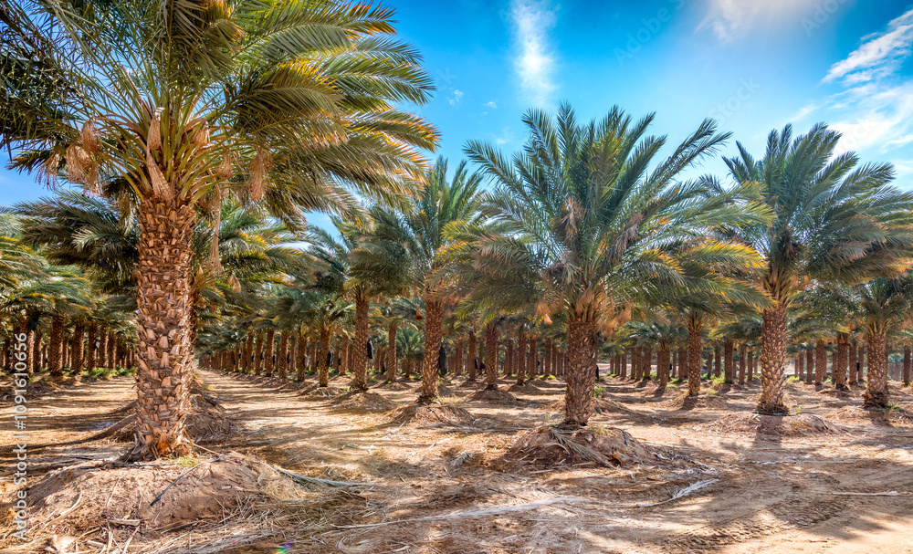 Obraz premium Plantation of date palms. It is iconic ancient plant, famous food crop and nowadays advanced agriculture industry in Middle East and North Africa. No AI tools were used