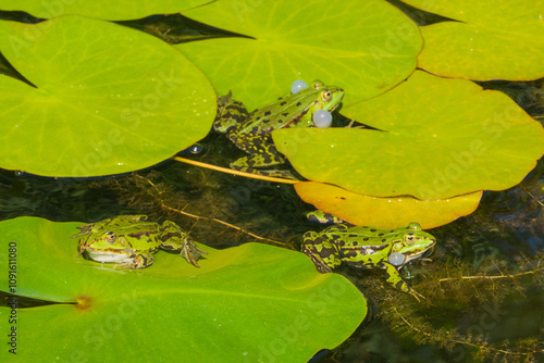 Wild lebende Frösche Wasserfrösche photo