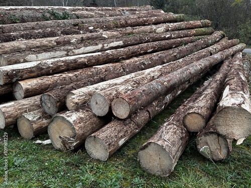 Pile de troncs de sapins coupés et empilés 