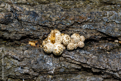 Coprinus sp. - inedible woody species of dung beetle on an old rotten tree trunk in the garden, Ukraine photo