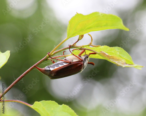 In the wild on a plant cockchafer (Melolontha melolontha) photo