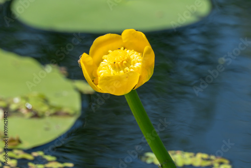 Fotografie Yellow water lily growing and blossom on river
