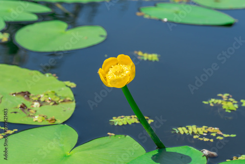 Yellow water lily growing and blossom on river. Pond overgrown with flowers nuphar lutea is perennial aquatic plant of family nymphaeaceae. Close up of spatterdock or pond-lily or can-dock on lake.