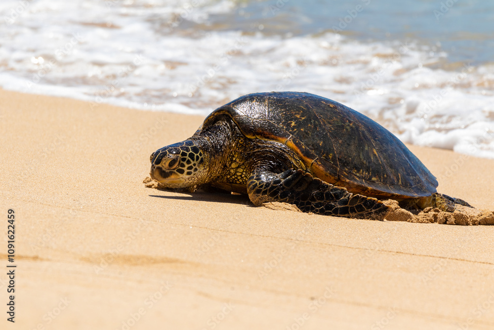Fototapeta premium A Hawaiian green sea turtle enjoys the warm beach in Oahu.