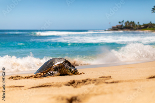 A Hawaiian green sea turtle rests near the vibrant Pacific waters. photo