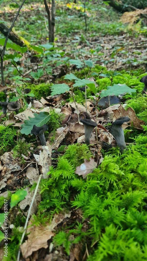 Trompettes de la mort poussant dans la mousse (vallée de Chevreuse) Trompettes de la mort poussant dans la mousse (vallée de Chevreuse)
