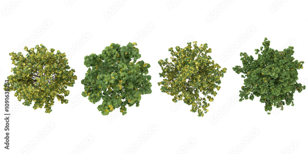 Obraz premium set of Acer trees on transparent background from the top view