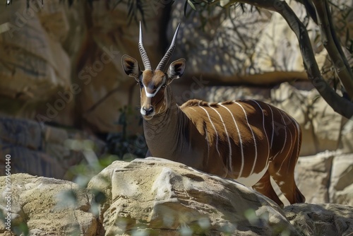 Isaac mountain bongo at Valencia Bioparc photo