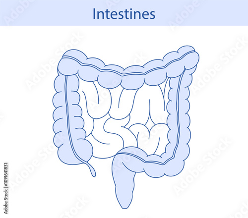 anatomical illustration of the rectum, appendix, small intestine in cartoon style.
