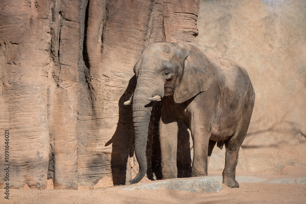 Fototapeta premium elephants in Valencia Biopark Spain