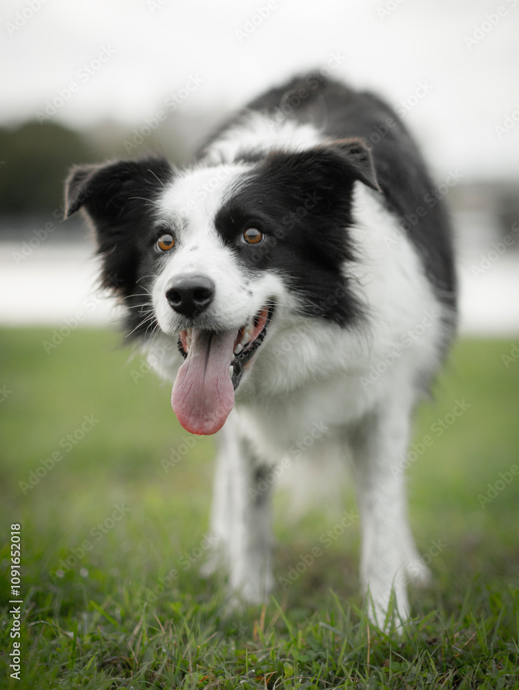 Fototapeta premium border collie puppy