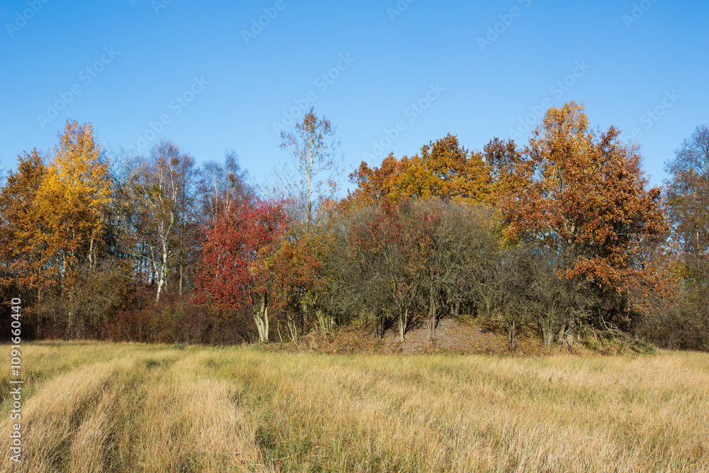 Fototapeta premium Colorful autumn trees and bushes in the meadow