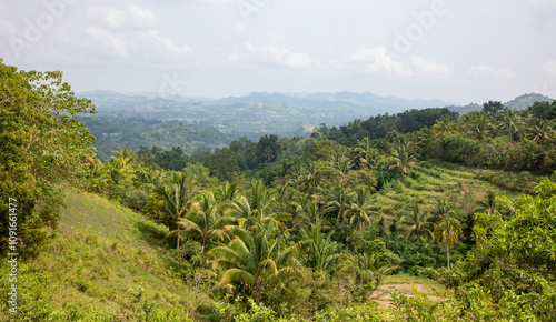 View of the rice fields in the Visayas, Philippines photo