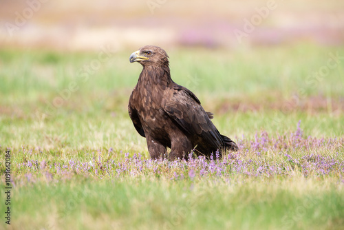 Lesser spotted eagle in the heather in the meadow photo